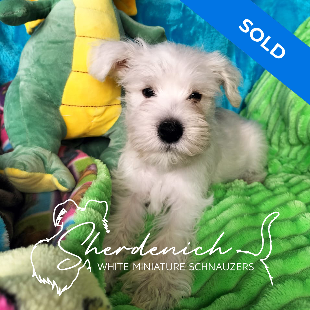 Sherdenich - White Miniature Schnauzers - MacKinsey - Profile Fritz