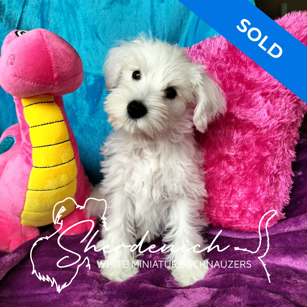 Sherdenich - White Miniature Schnauzers - Monroe - Profile Fritz