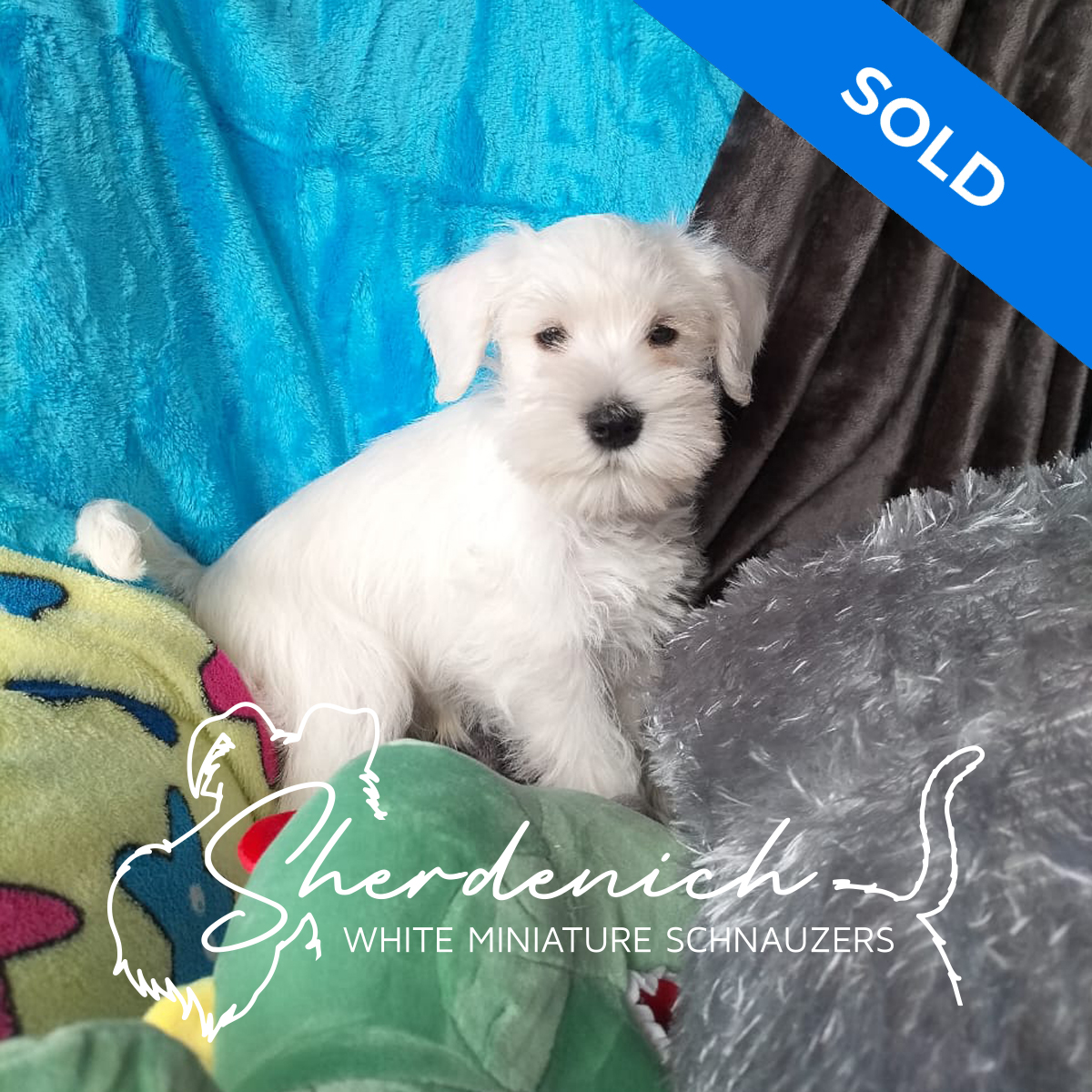 Sherdenich - White Miniature Schnauzers - Timothy - Profile Fritz