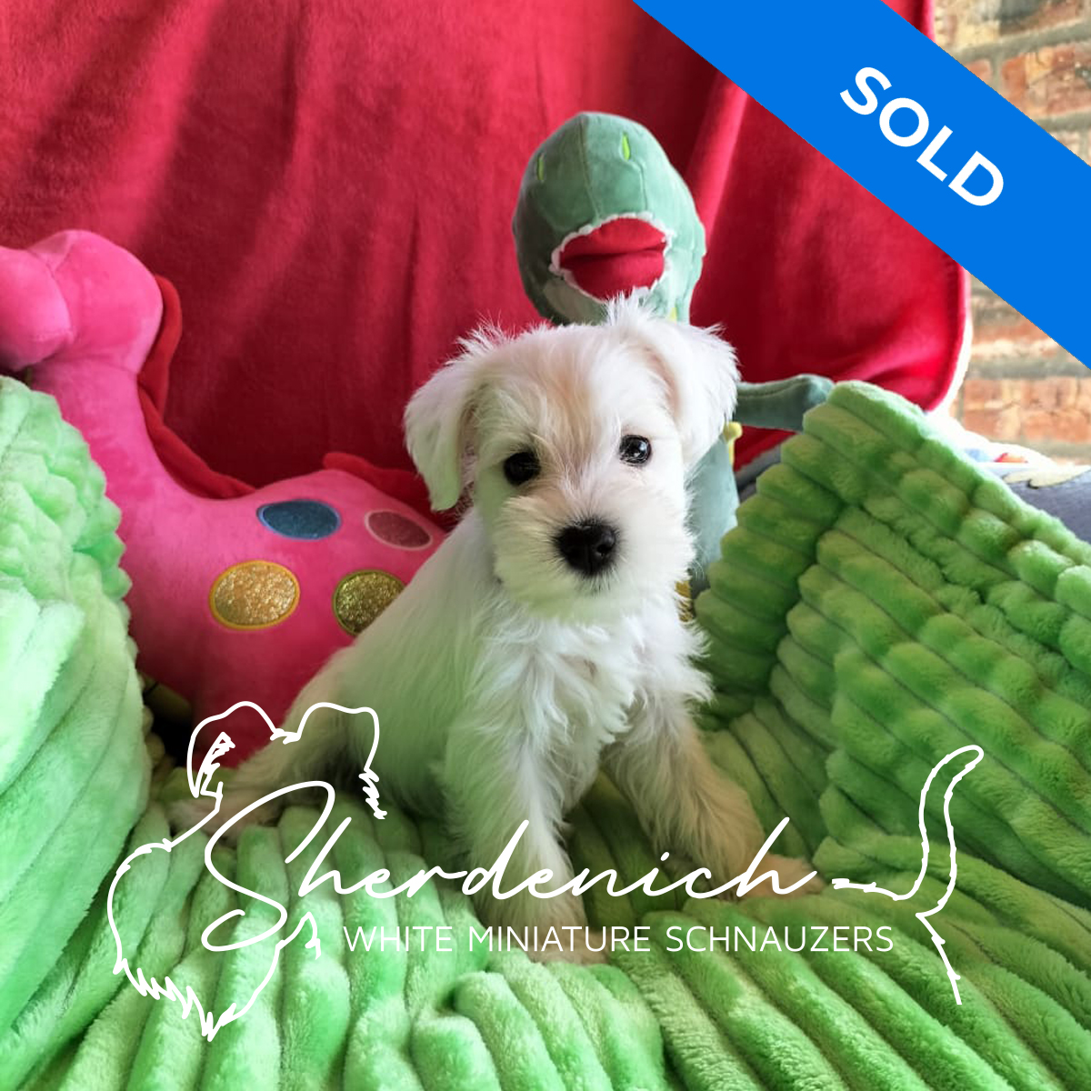 Sherdenich - White Miniature Schnauzers - Trinity - Profile Ulrich