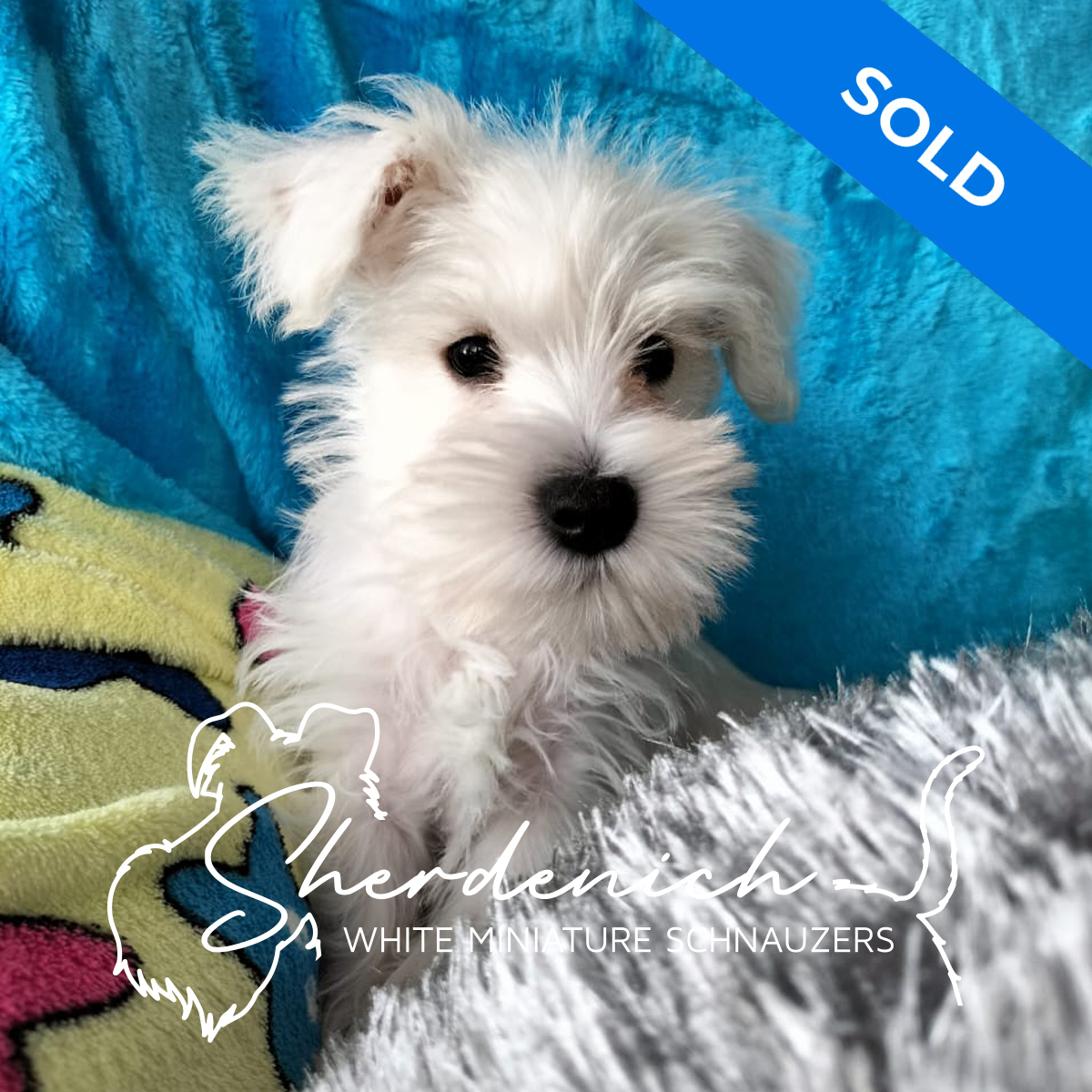 Sherdenich - White Miniature Schnauzers - Tristin - Profile Fritz